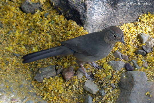 Image of Canyon Towhee