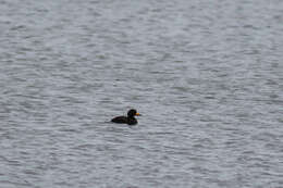 Image of American Scoter