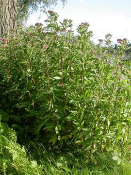 Image of Hemp-agrimony