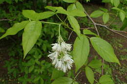 Image of Staphylea colchica Stev.