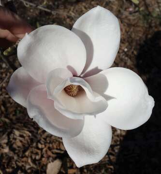 Imagem de Magnolia sargentiana Rehder & E. H. Wilson