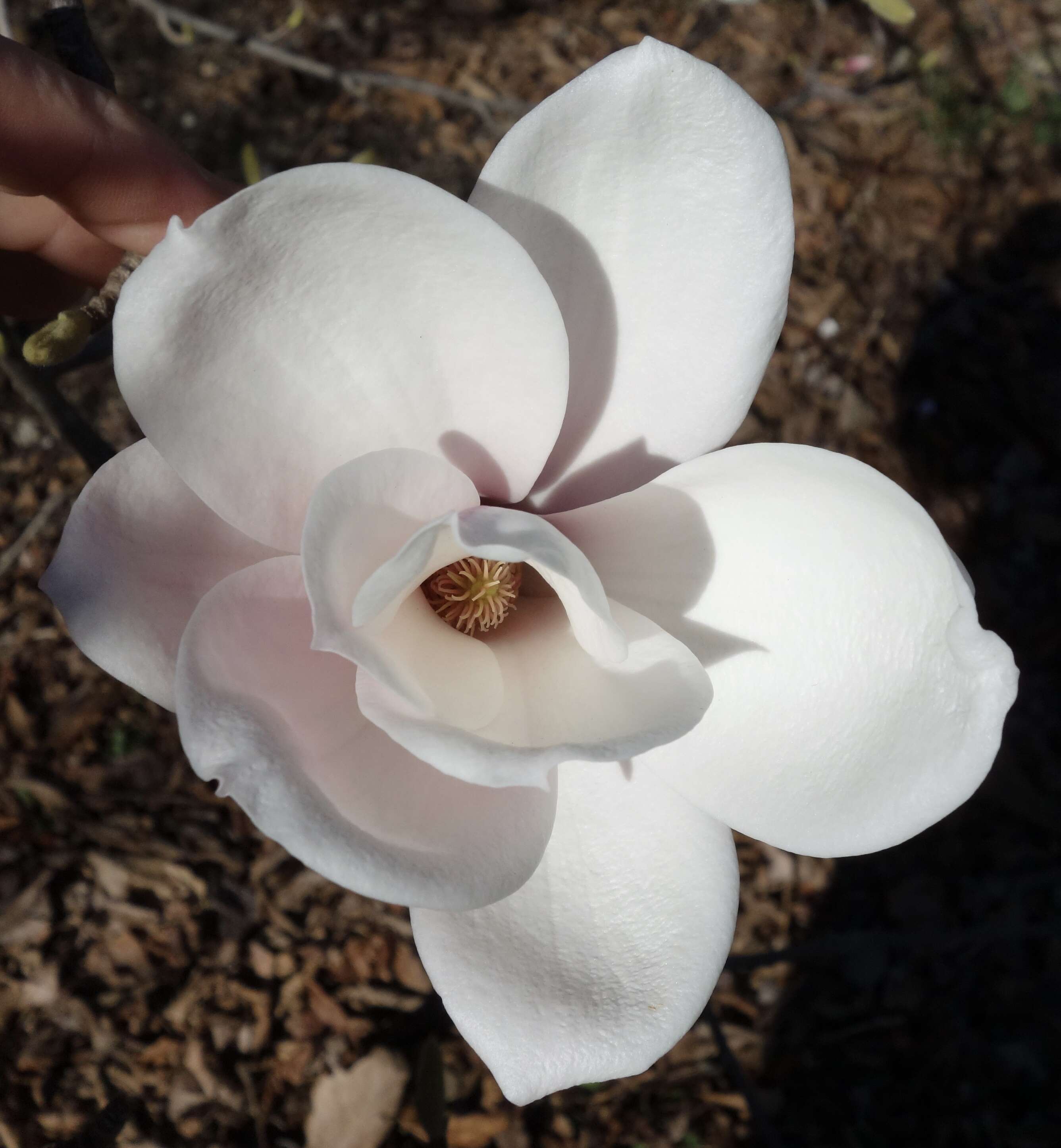 Image of Sargent's magnolia