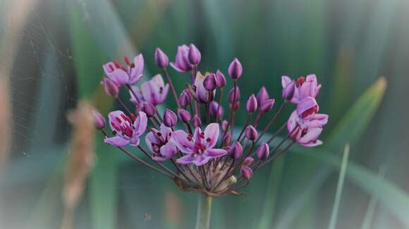 Image of flowering rush family