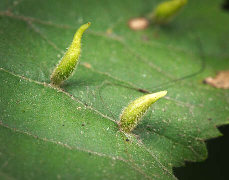 Image of Eriophyes tiliae