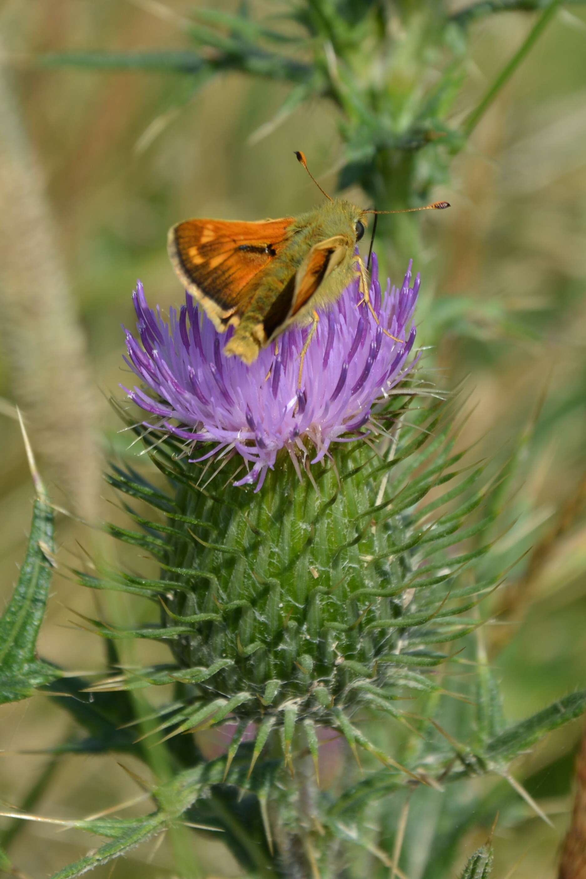 Image of Common Branded Skipper