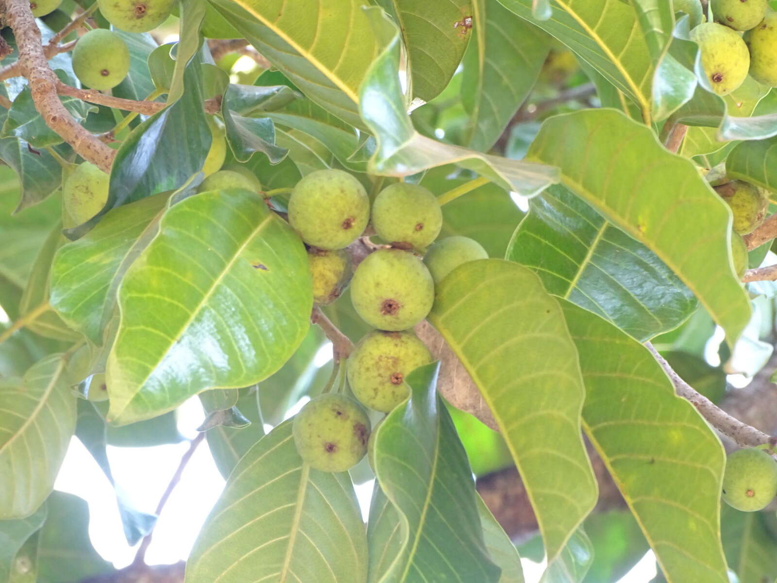 Image of Ficus callosa Willd.