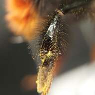 Image of Red tailed bumblebee