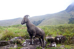 Image of Nilgiritragus Ropiquet & Hassanin 2005