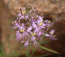 Image of Sieruela maculata (Sond.) Roalson & J. C. Hall