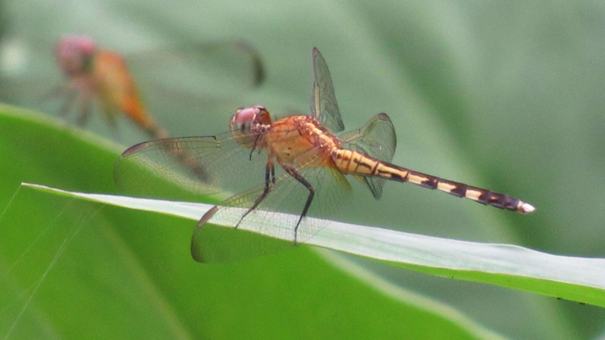 Sivun Erythrodiplax umbrata (Linnaeus 1758) kuva