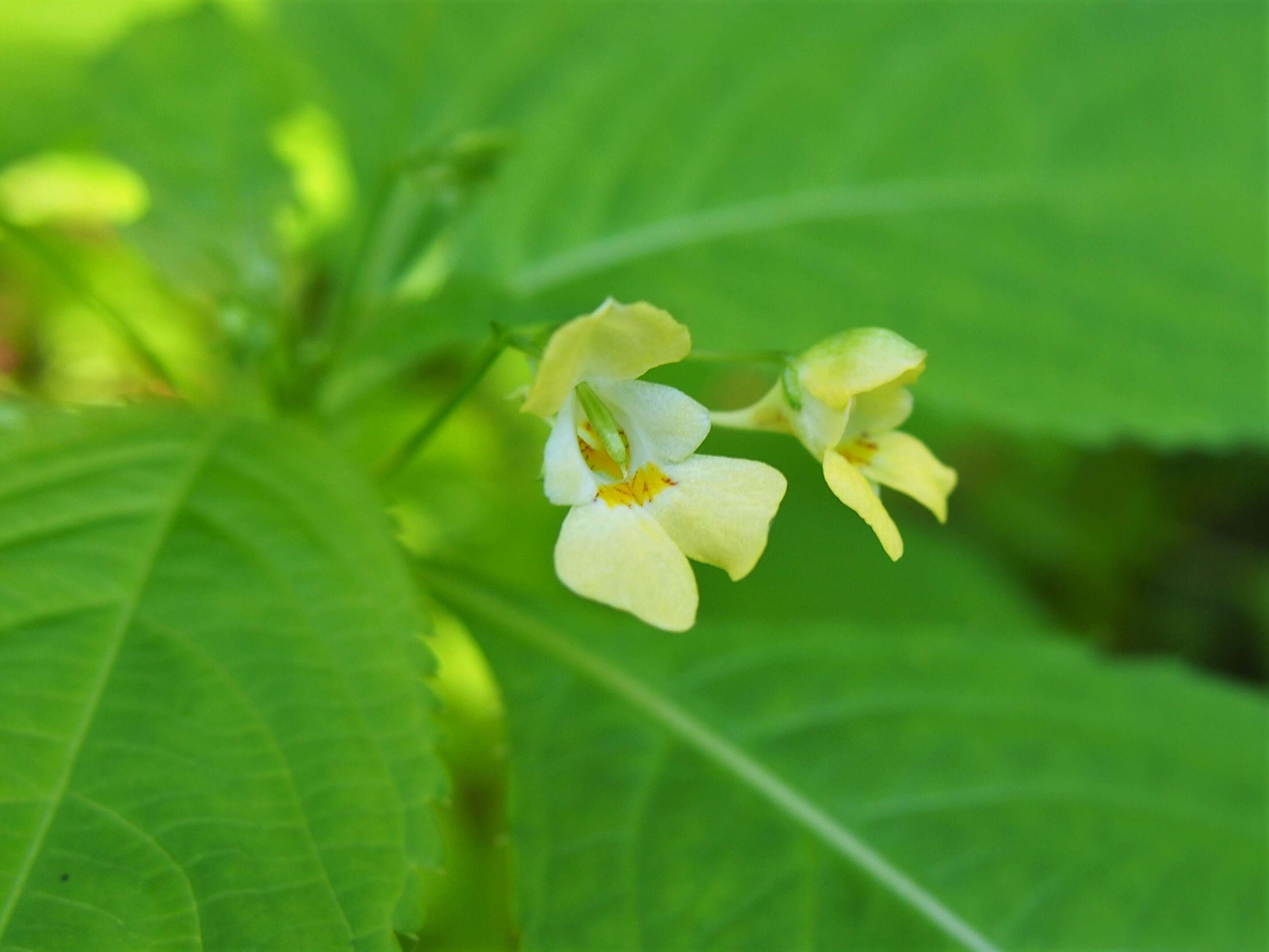 Impatiens parviflora DC. resmi