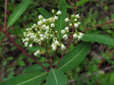 Plancia ëd Apocynum cannabinum L.