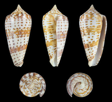 Image of Conus lynceus G. B. Sowerby II 1858