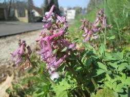 Plancia ëd Corydalis solida (L.) Clairv.