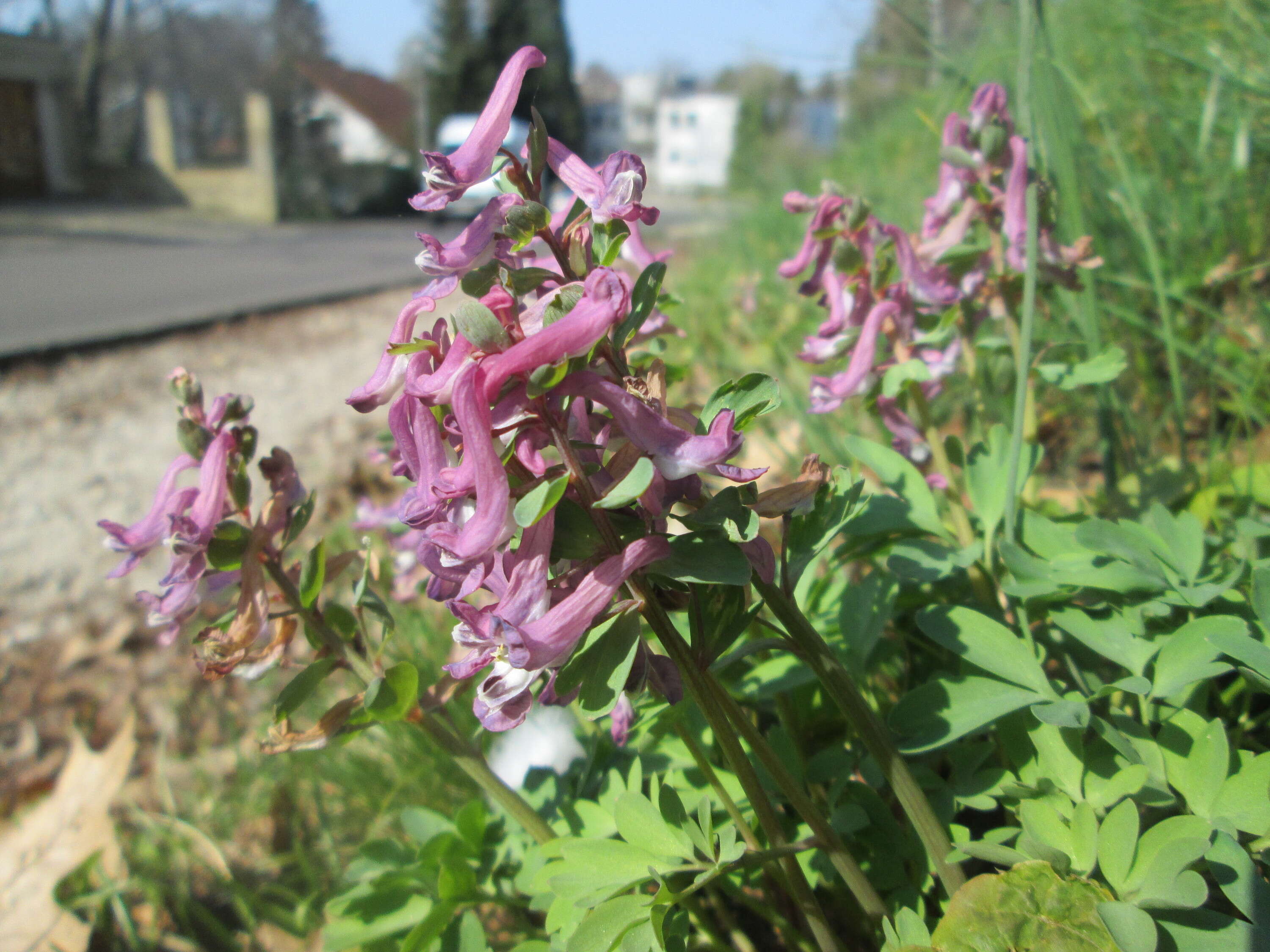 Plancia ëd Corydalis solida (L.) Clairv.