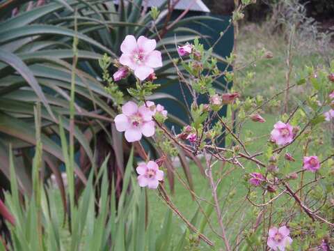 Imagem de Anisodontea capensis (L.) D. M. Bates