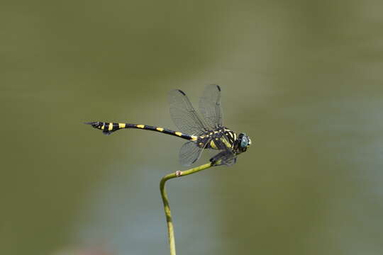 صورة Ictinogomphus rapax (Rambur 1842)