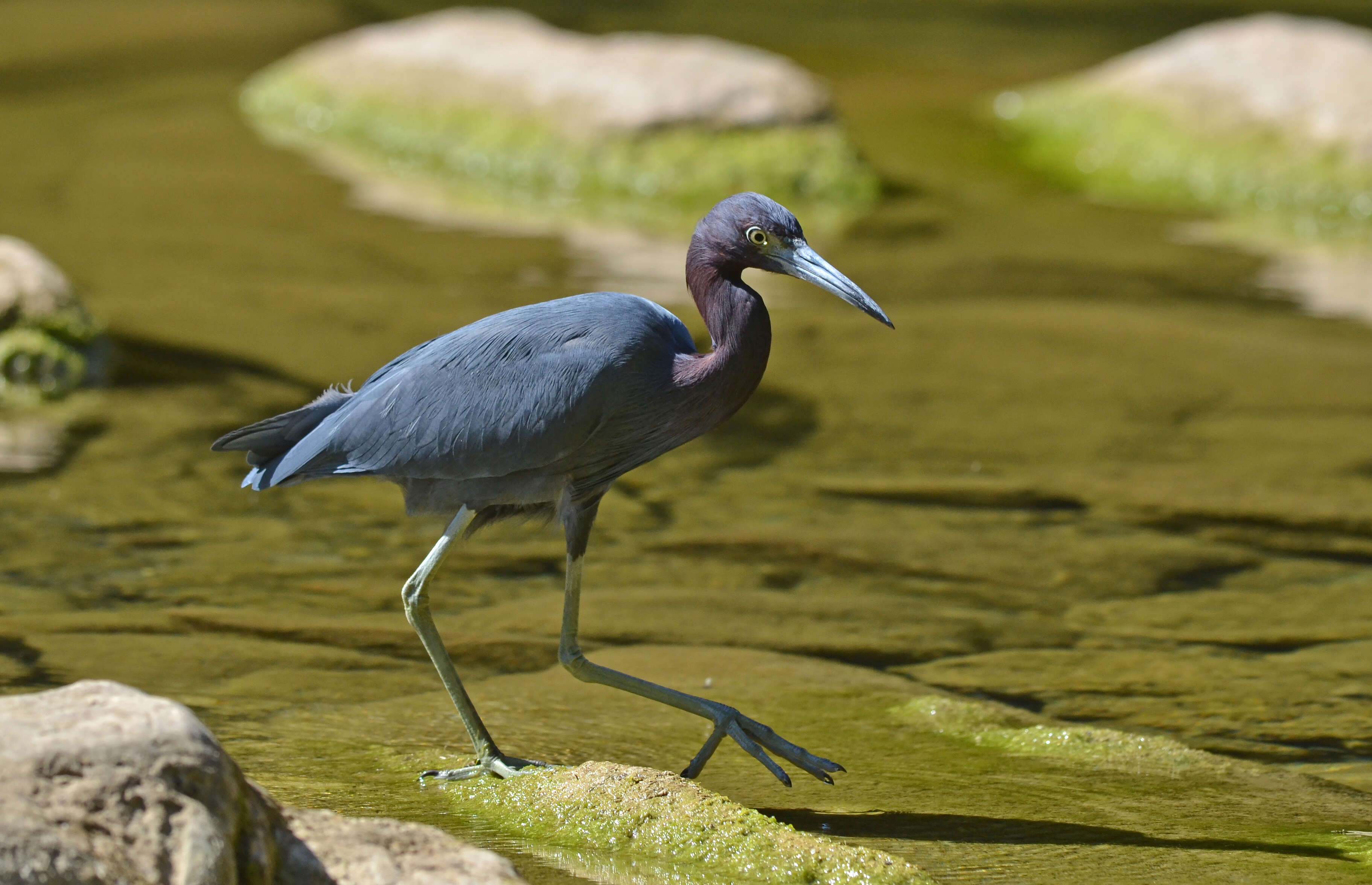 Image of Little Blue Heron