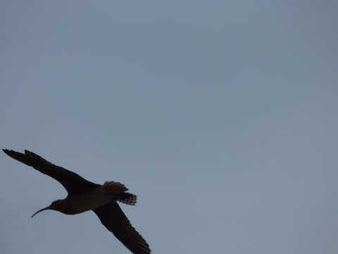 Image of Bristle-thighed Curlew