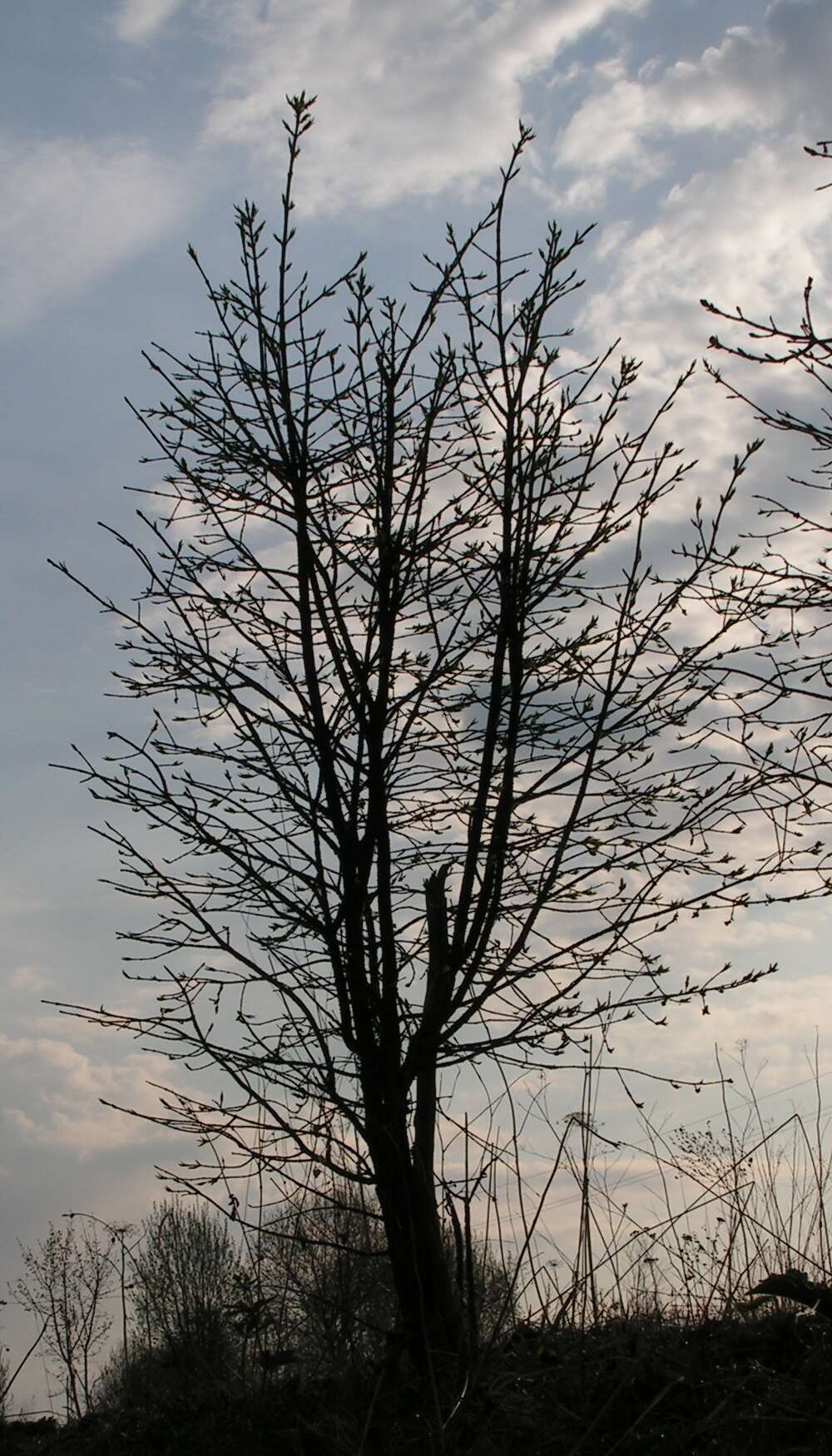 Image de Euonymus verrucosus Scop.