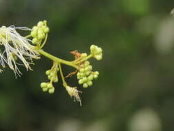 Imagem de Archidendron bigeminum (L.) I. C. Nielsen