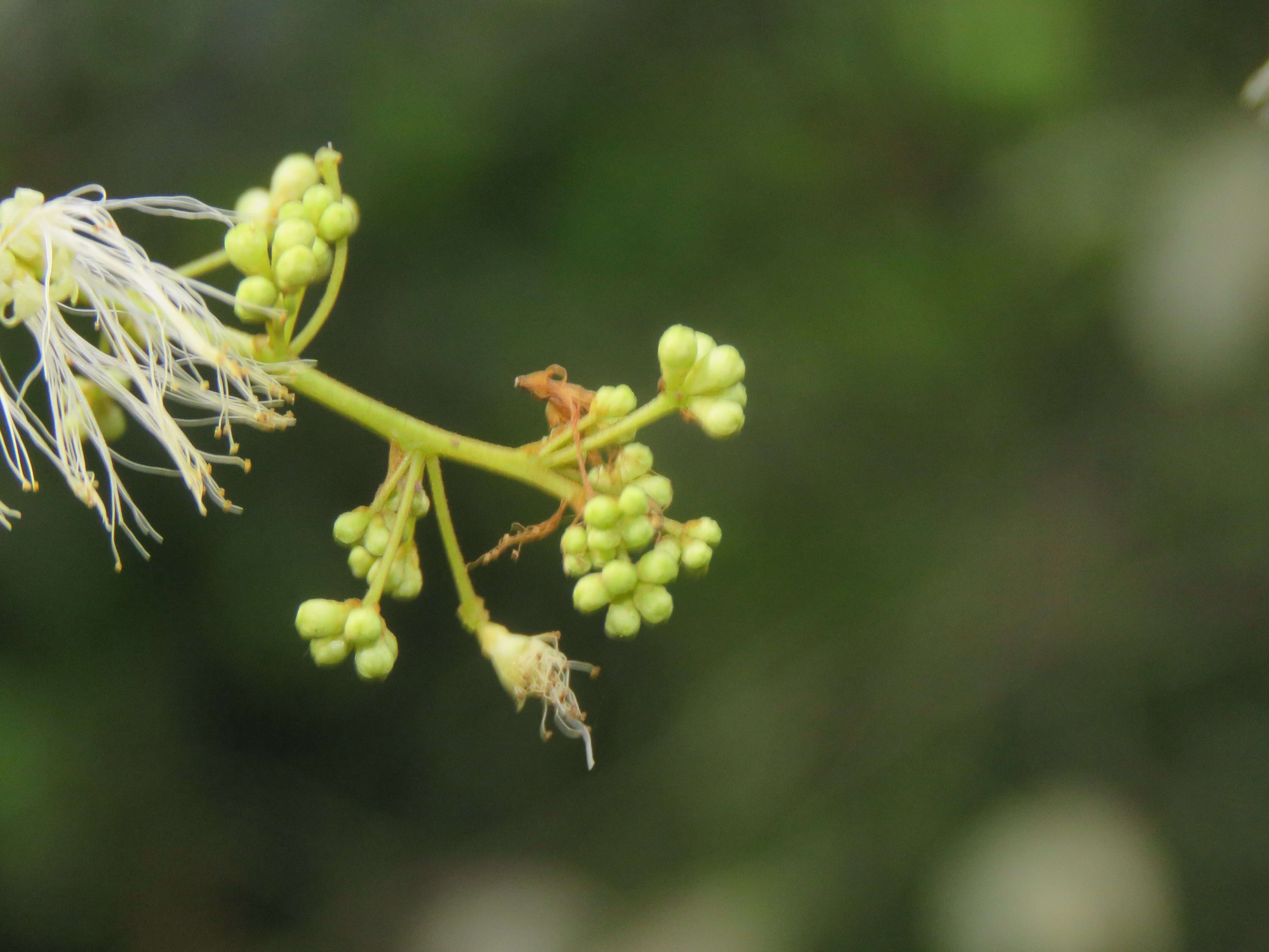 Image of Archidendron bigeminum (L.) I. C. Nielsen