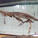 Image of Simosaurus