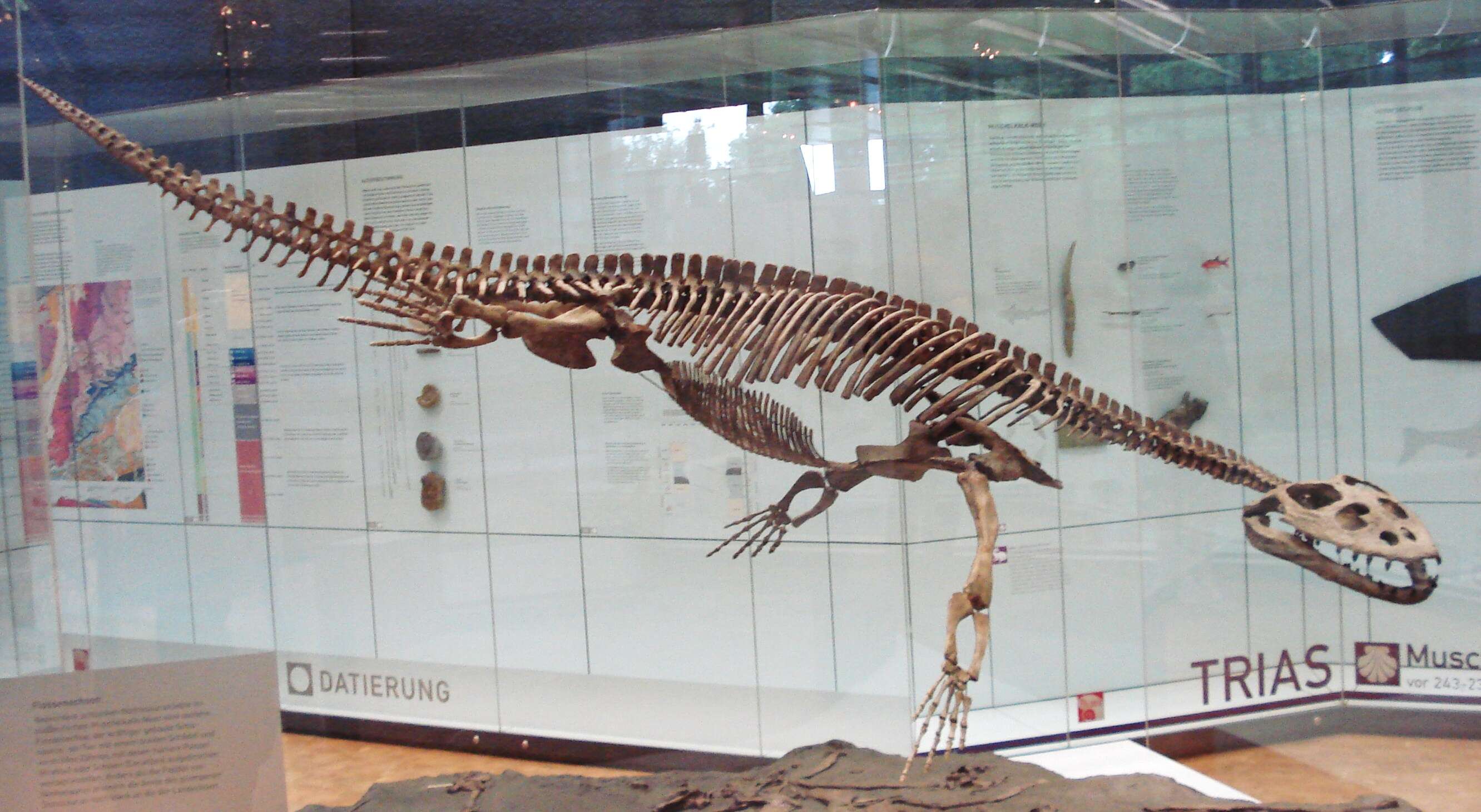 Image of Simosaurus