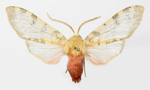 صورة Pseudohemihyalea edwardsii (Packard 1864)