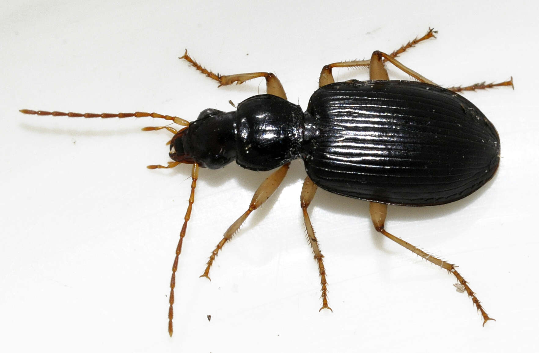 Image of Ground beetle