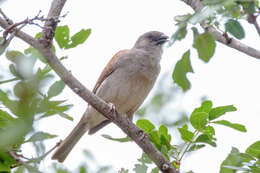 Image of Cape Sparrow