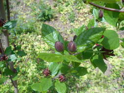 Image de Calycanthus floridus L.