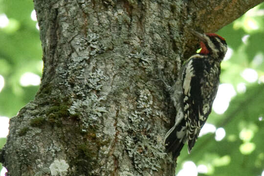 Image of Sapsucker