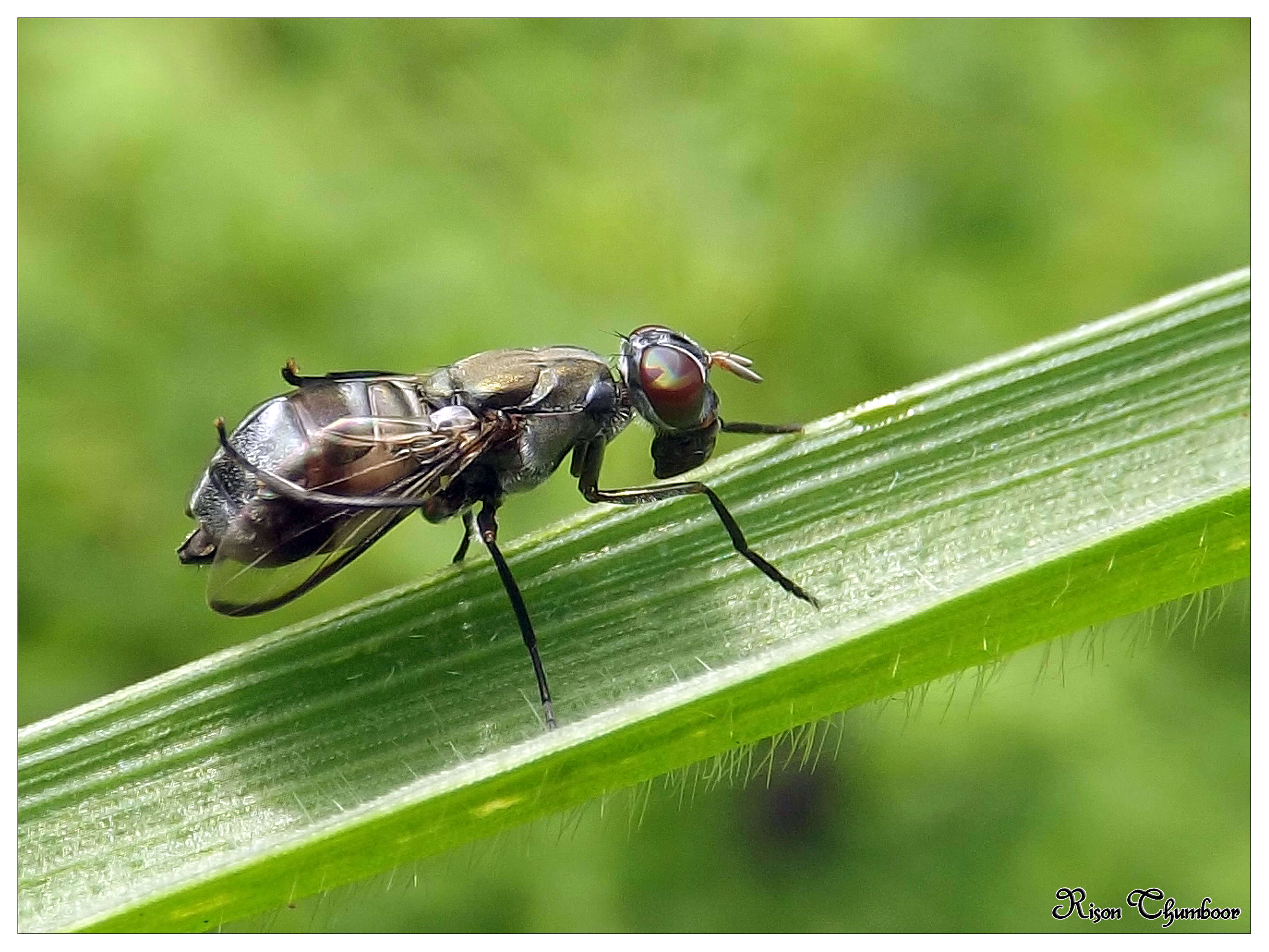 Image of signal flies