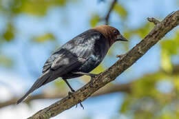 Image of Brown-headed Cowbird