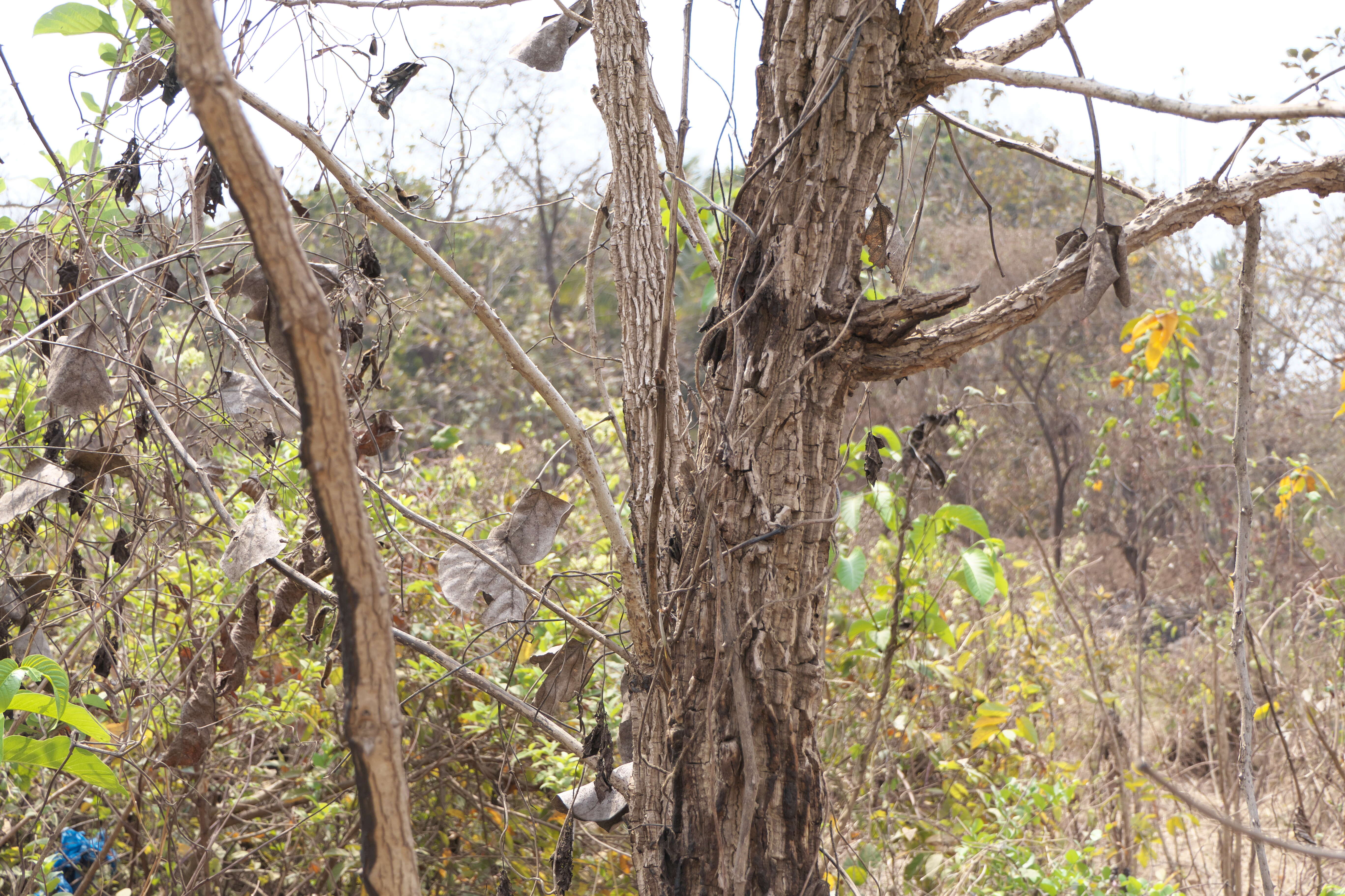 Plancia ëd Erythrina suberosa Roxb.