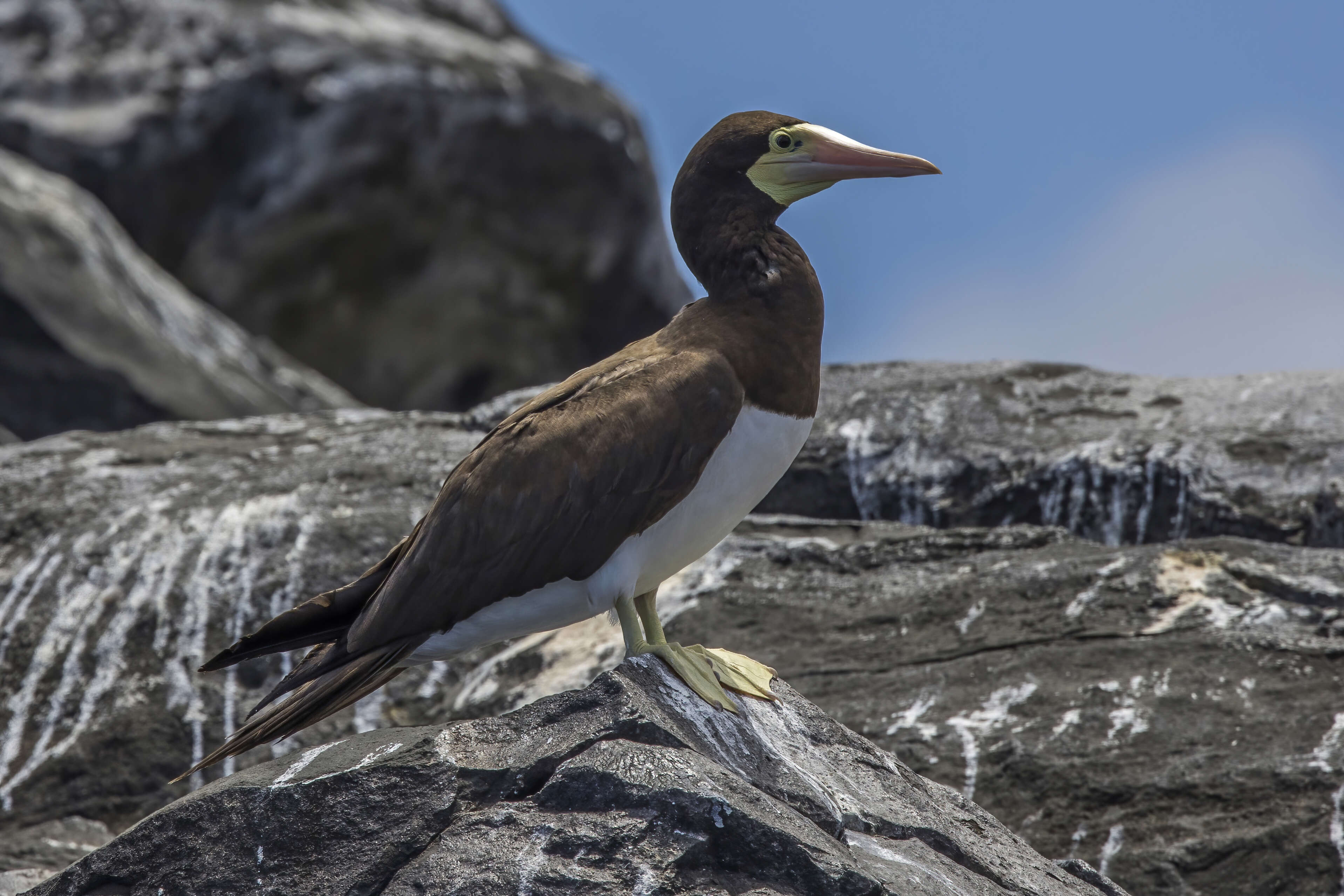 Image of Brown Booby