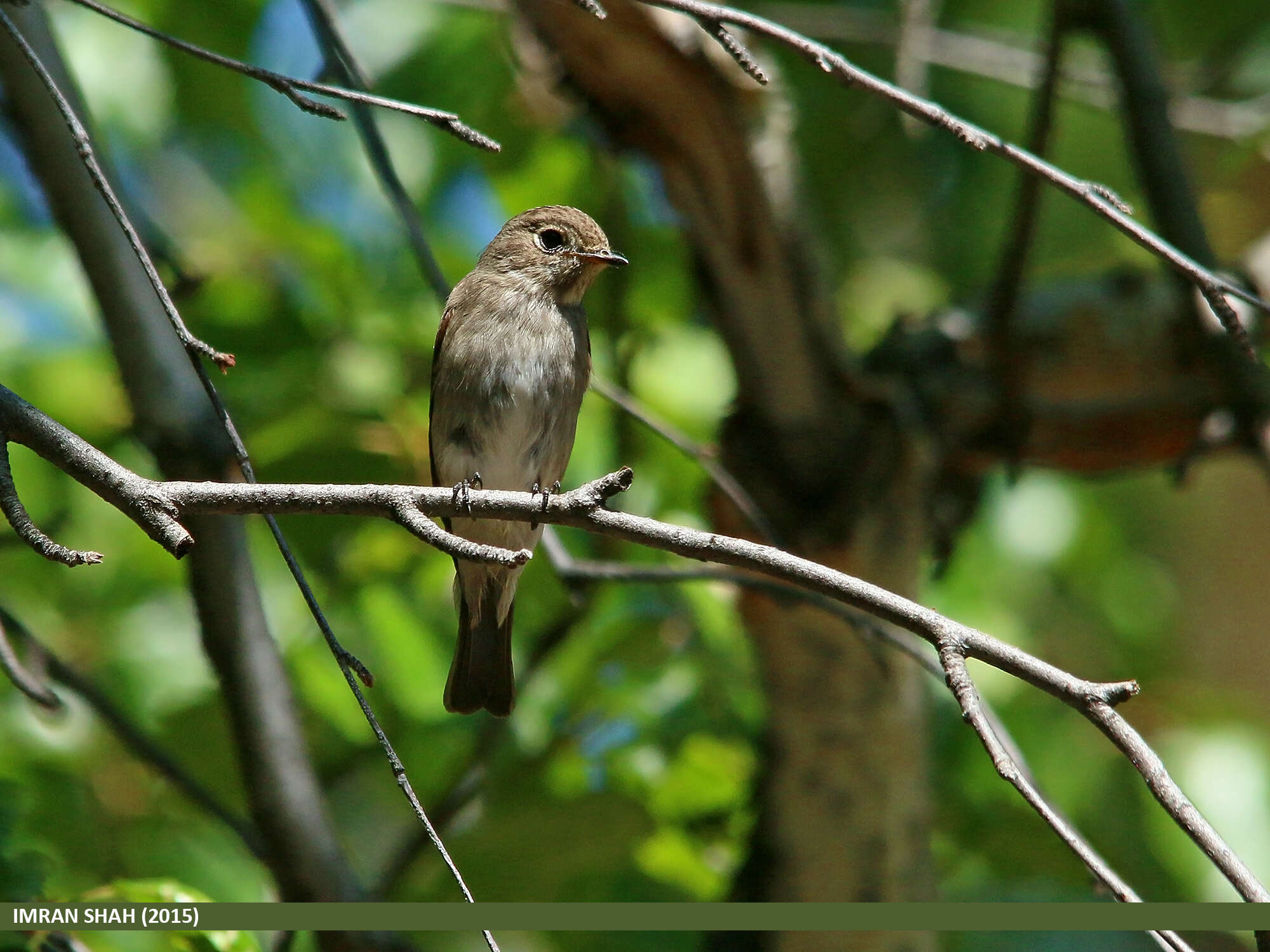 Image of Dark-sided Flycatcher