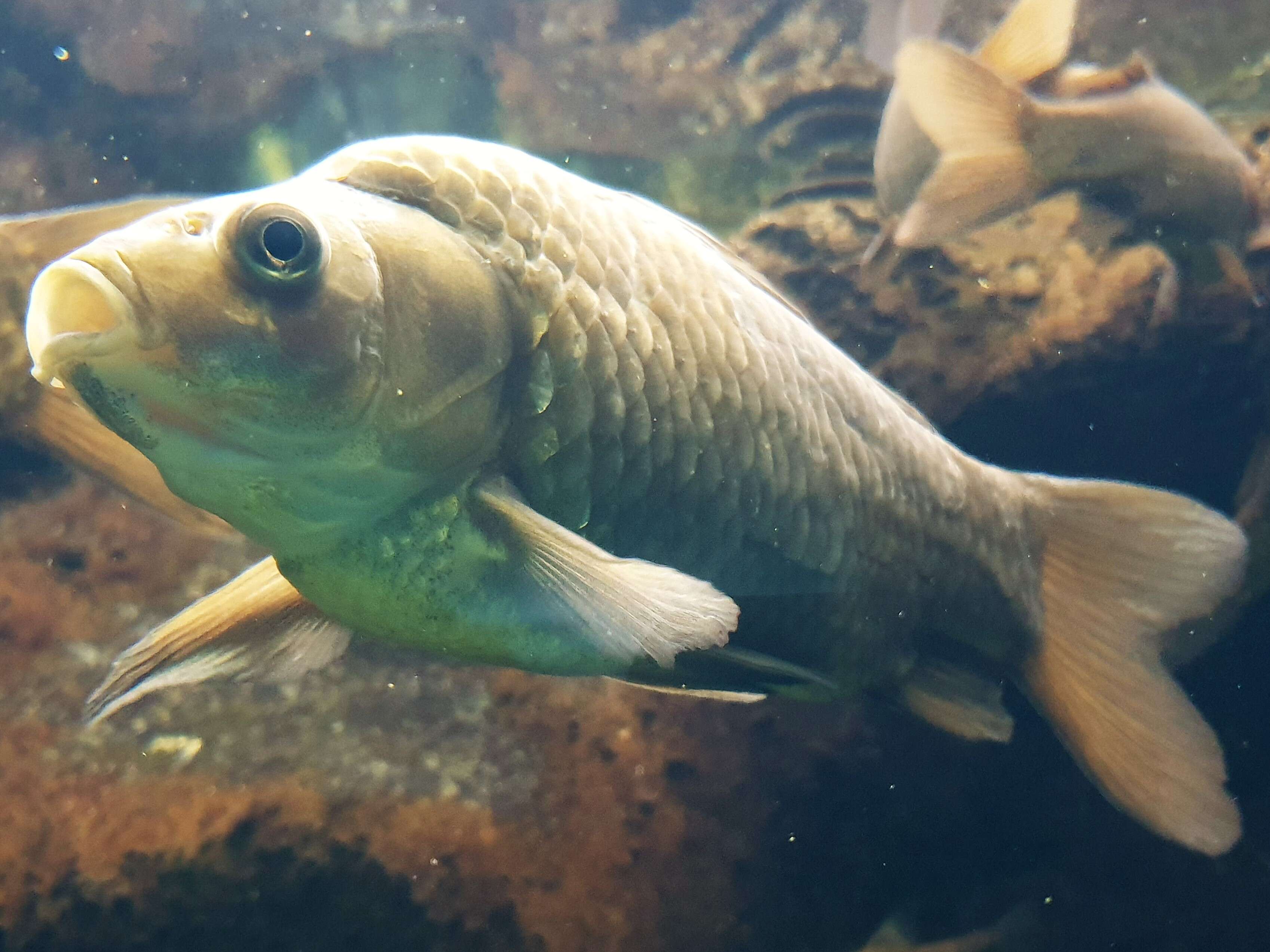 Image of Gibel carp