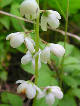 Image of waxflower shinleaf