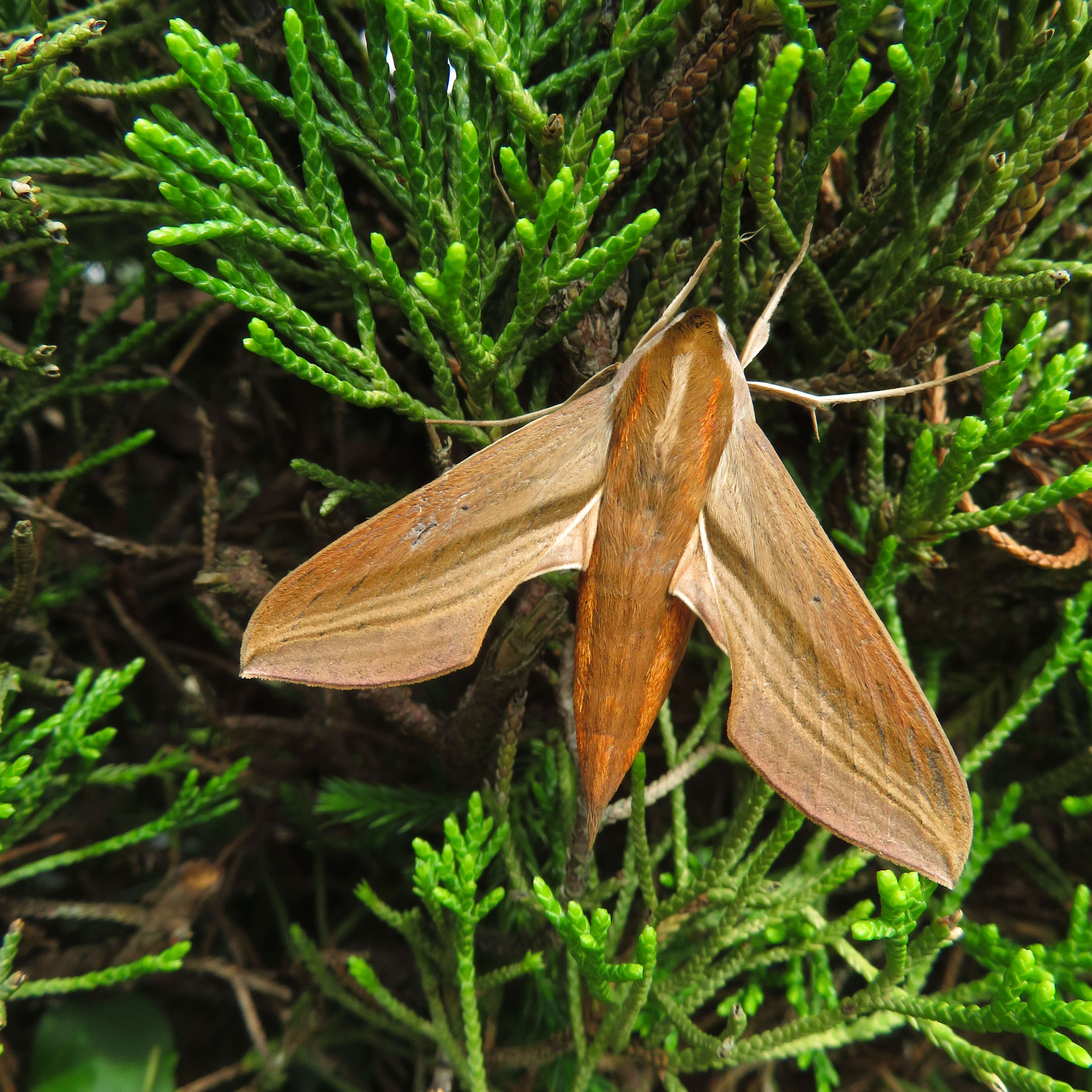 Image of Theretra japonica (Boisduval 1869)