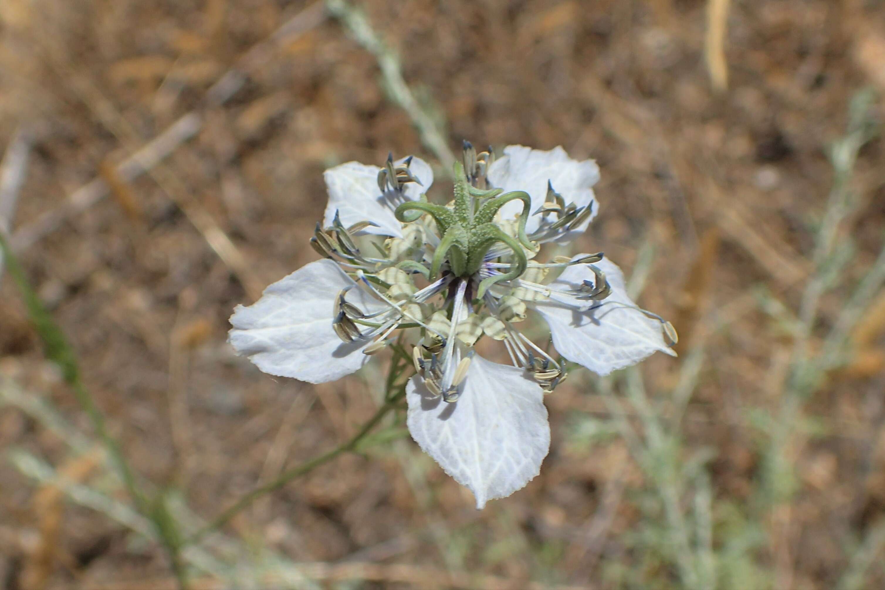 Nigella arvensis L. resmi