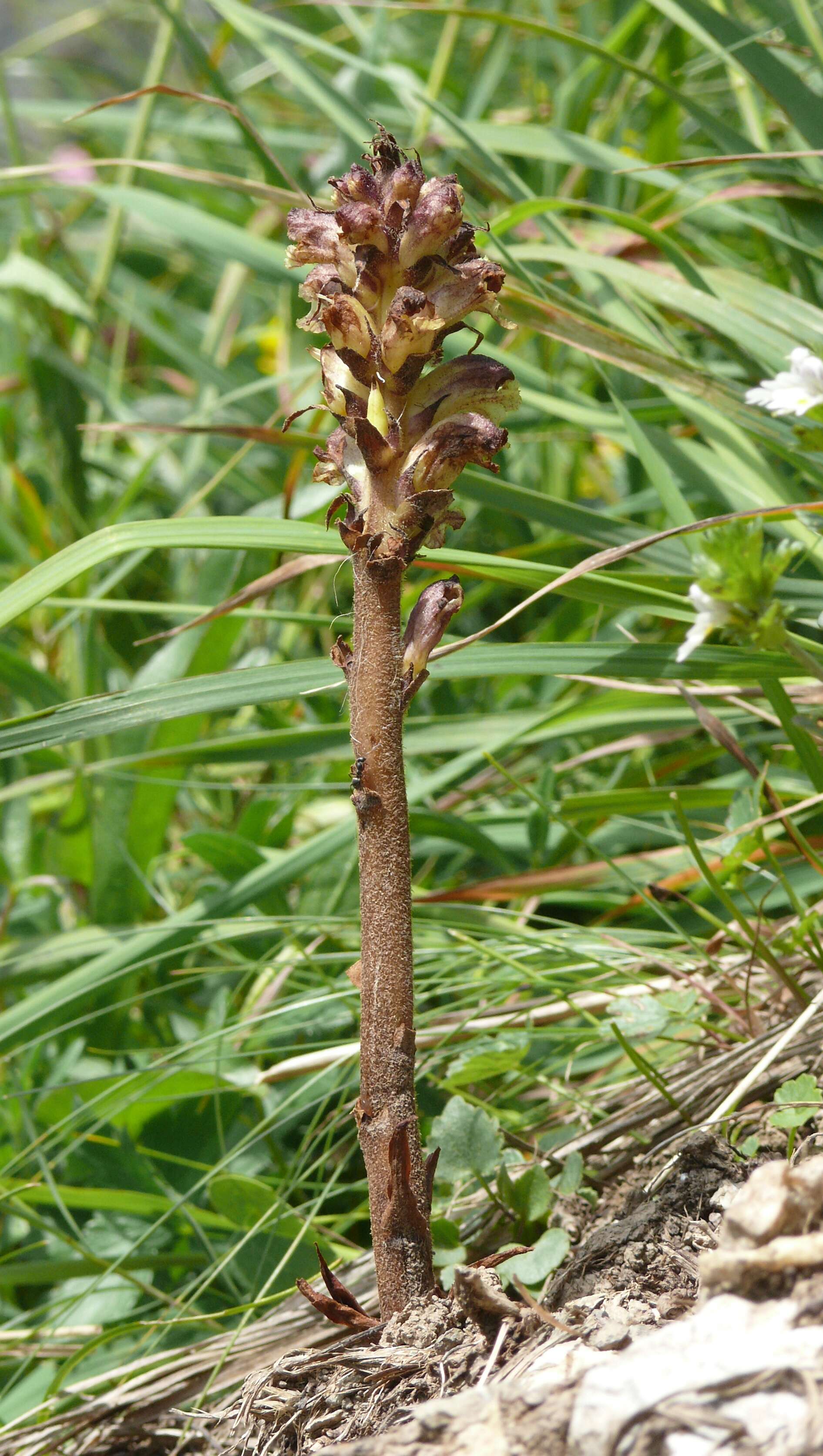 Imagem de Orobanche reticulata Wallr.