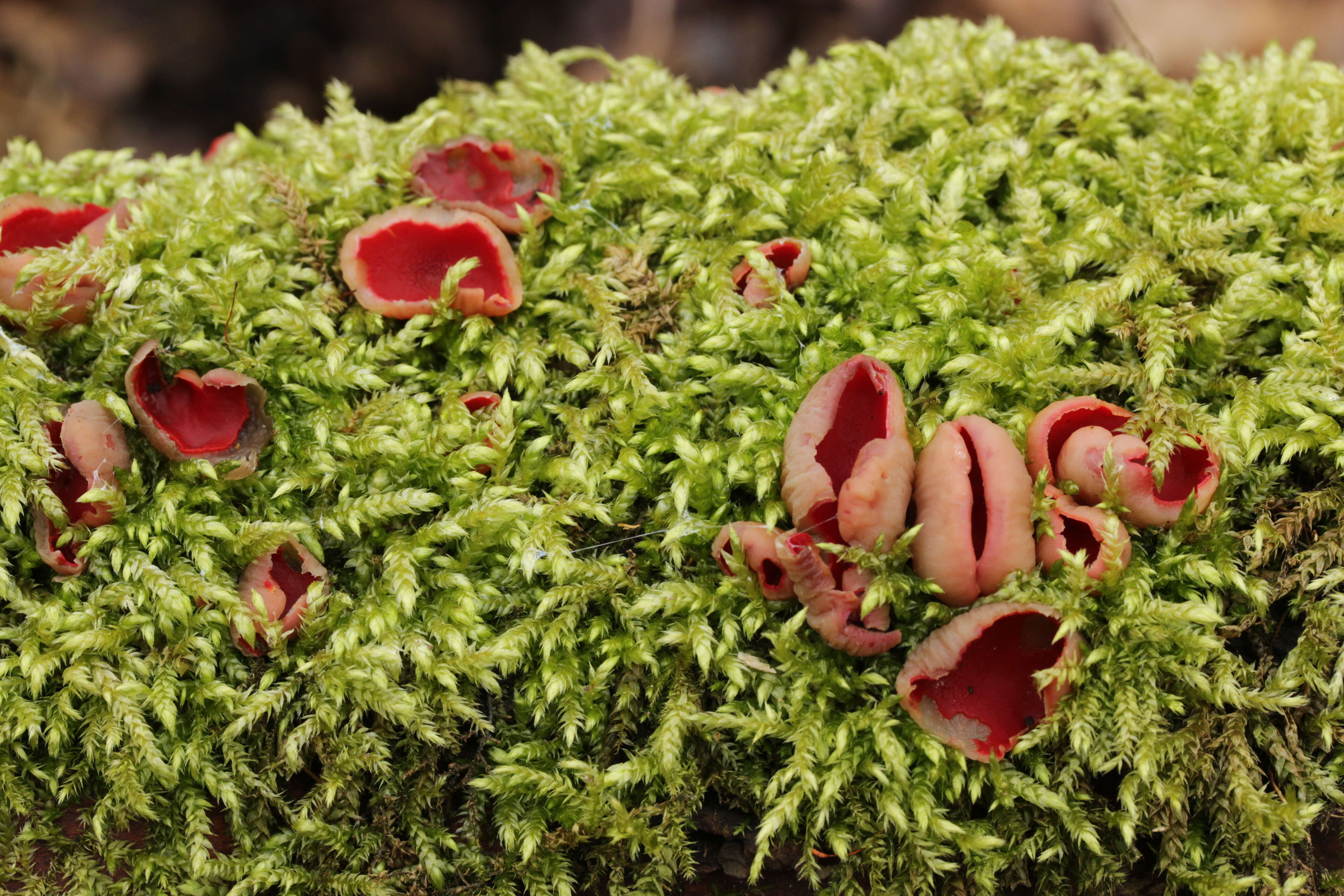 Image of scarlet cup