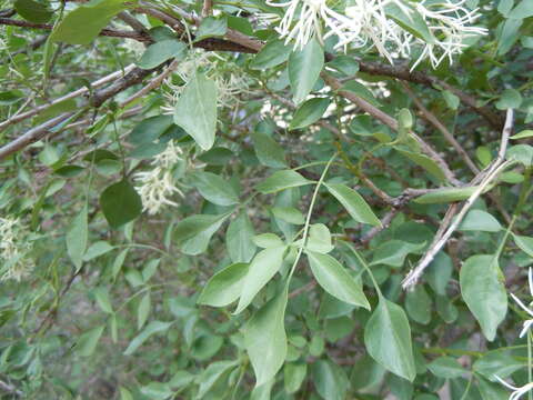 Image of fragrant ash