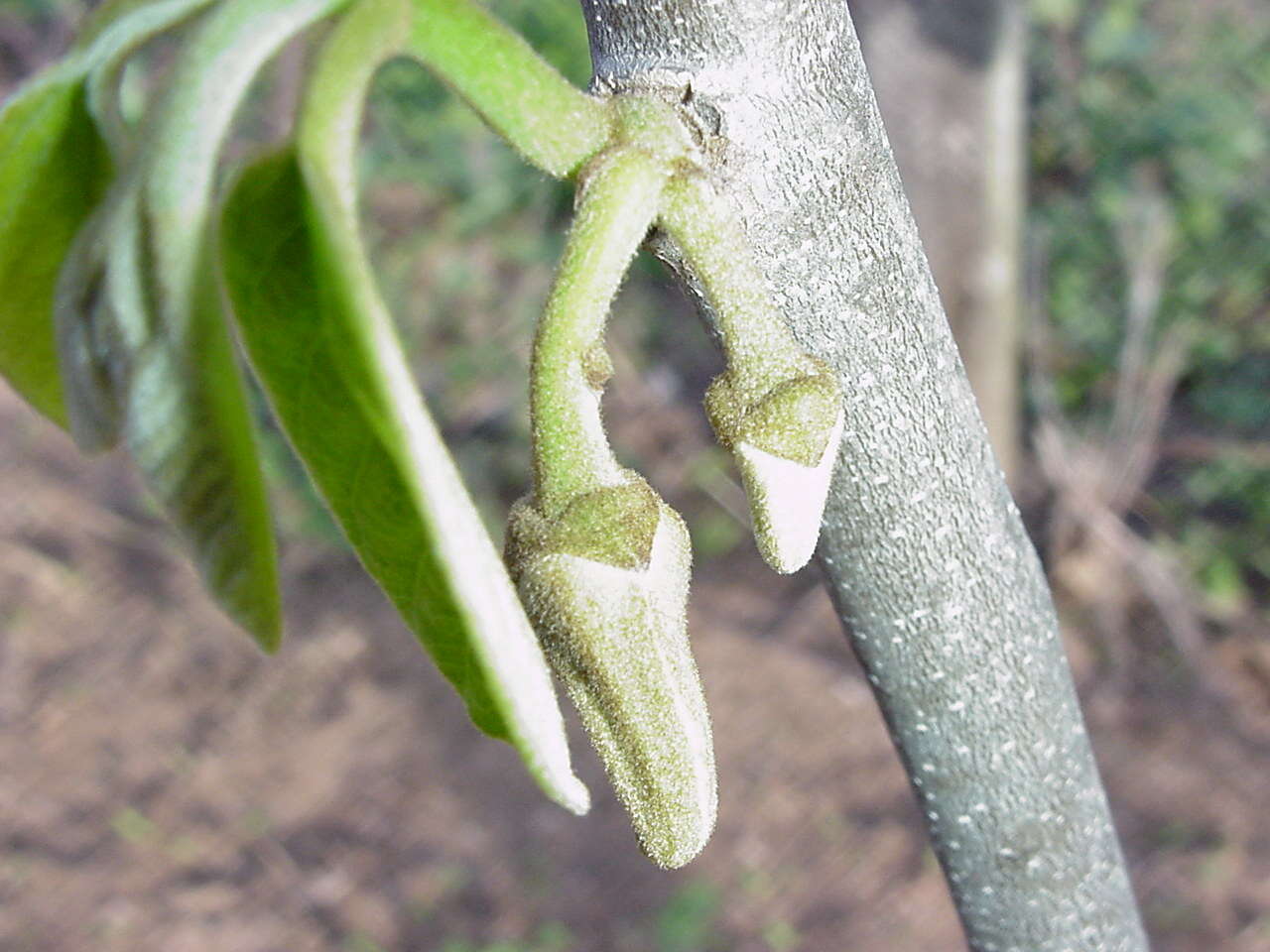 Plancia ëd Annona cherimola Mill.