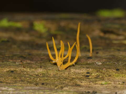 Image of Calocera cornea (Batsch) Fr. 1827