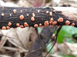 Image of Nectria cinnabarina (Tode) Fr. 1849