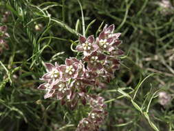 Image of Fringed Twinevine