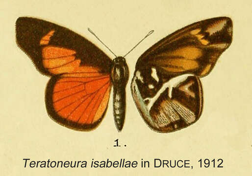 Image of Teratoneura